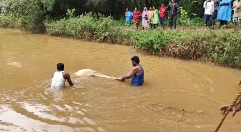 मळव येथे तलावात बैल बुडाला, शेतकऱ्याचे लाखोंचे नुकसान