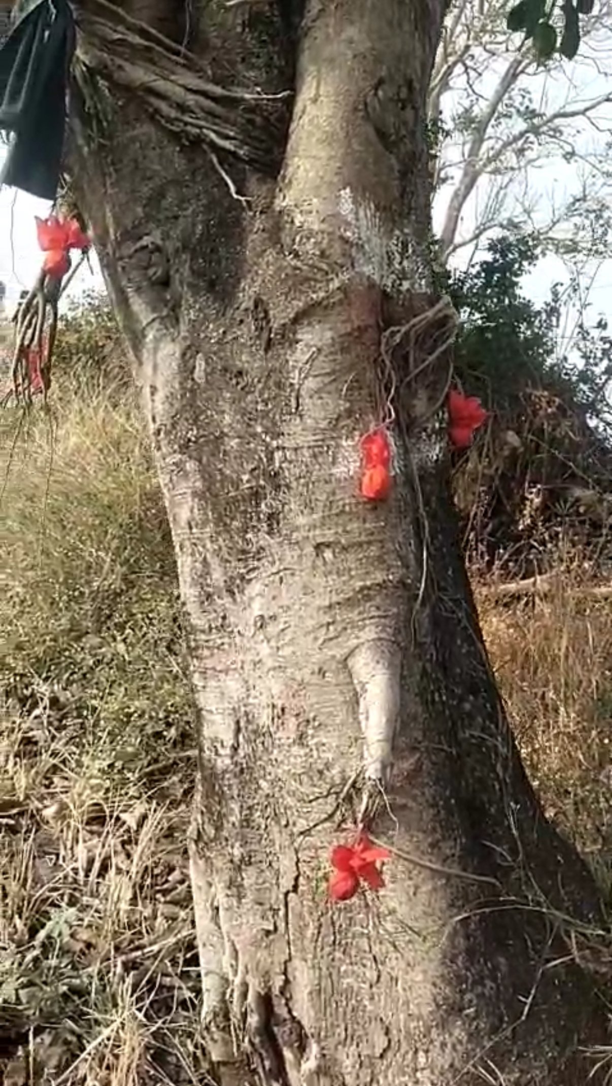 येळ्ळूर शिवारात पुन्हा ‘उतारा’ प्रकरण; शेतकऱ्यांत भीतीचे वातावरण