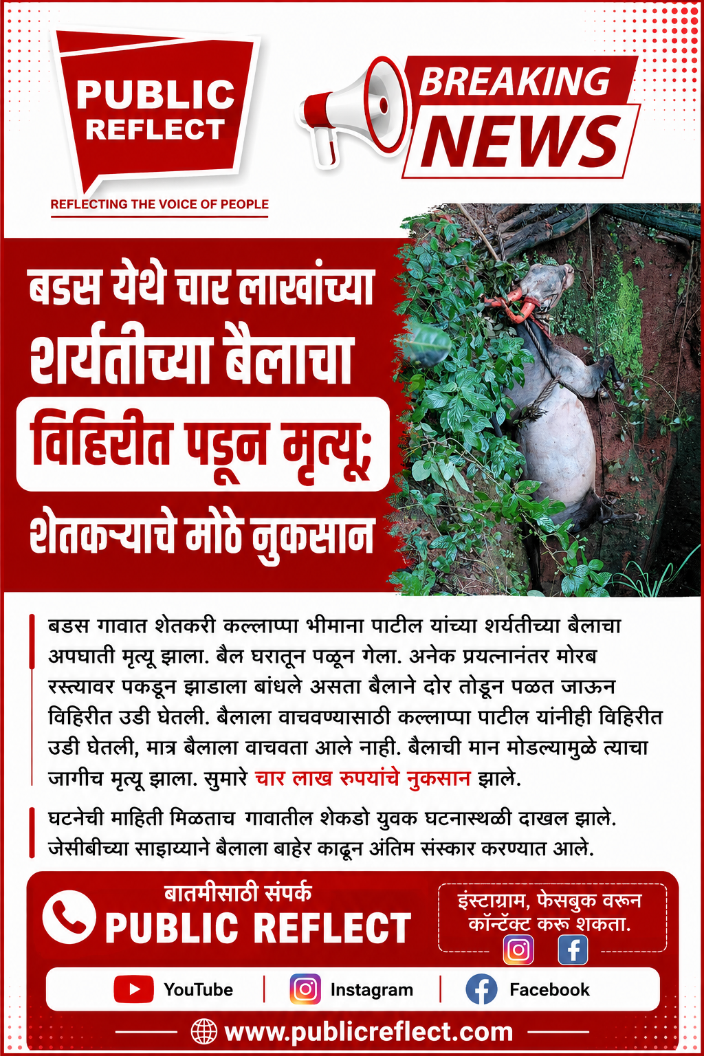 बडस येथे चार लाखांच्या शर्यतीच्या बैलाचा विहिरीत पडून मृत्यू; शेतकऱ्याचे मोठे नुकसान